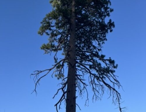 The Sacred Offering: Lessons from a Lone Tree
